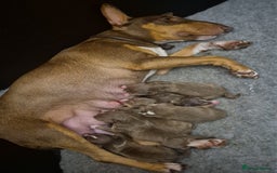 Miniature Bull terrier dogs for sale: 🐾 Exclusive Miniature Bull Terrier Puppies 🐾 - Image 17