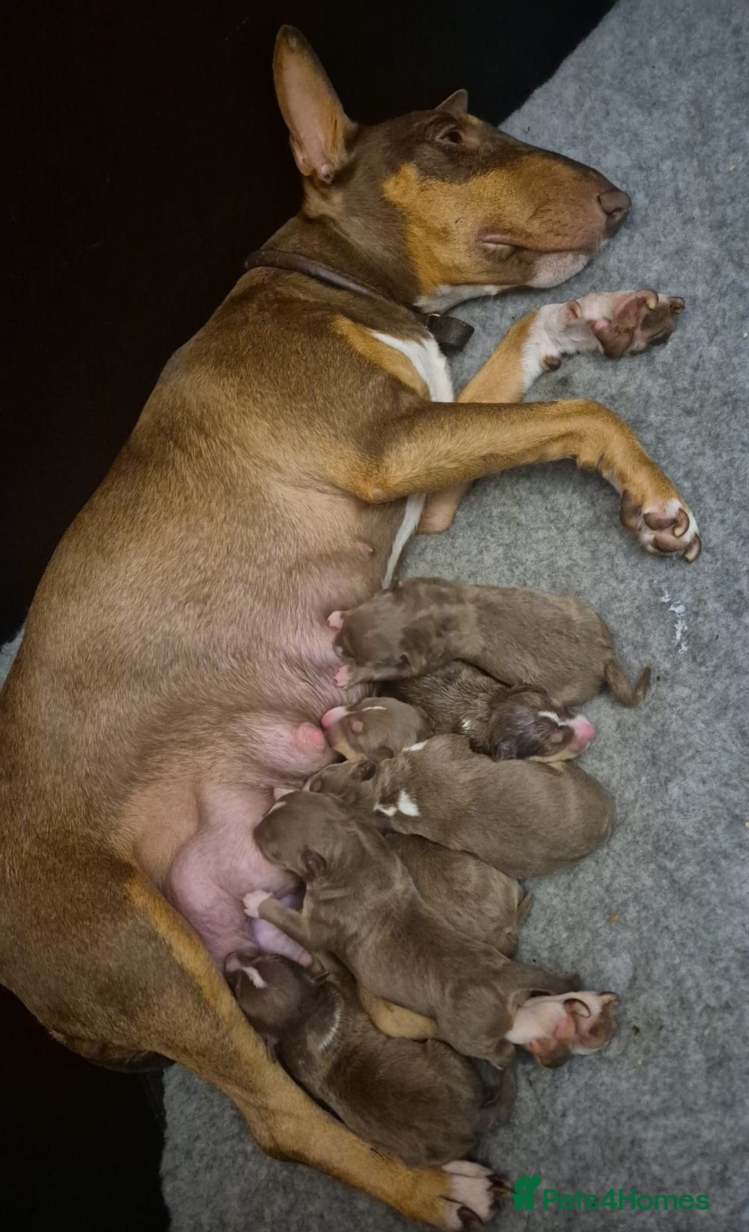 Miniature Bull terrier dogs for sale: 🐾 Exclusive Miniature Bull Terrier Puppies 🐾 - Image 17