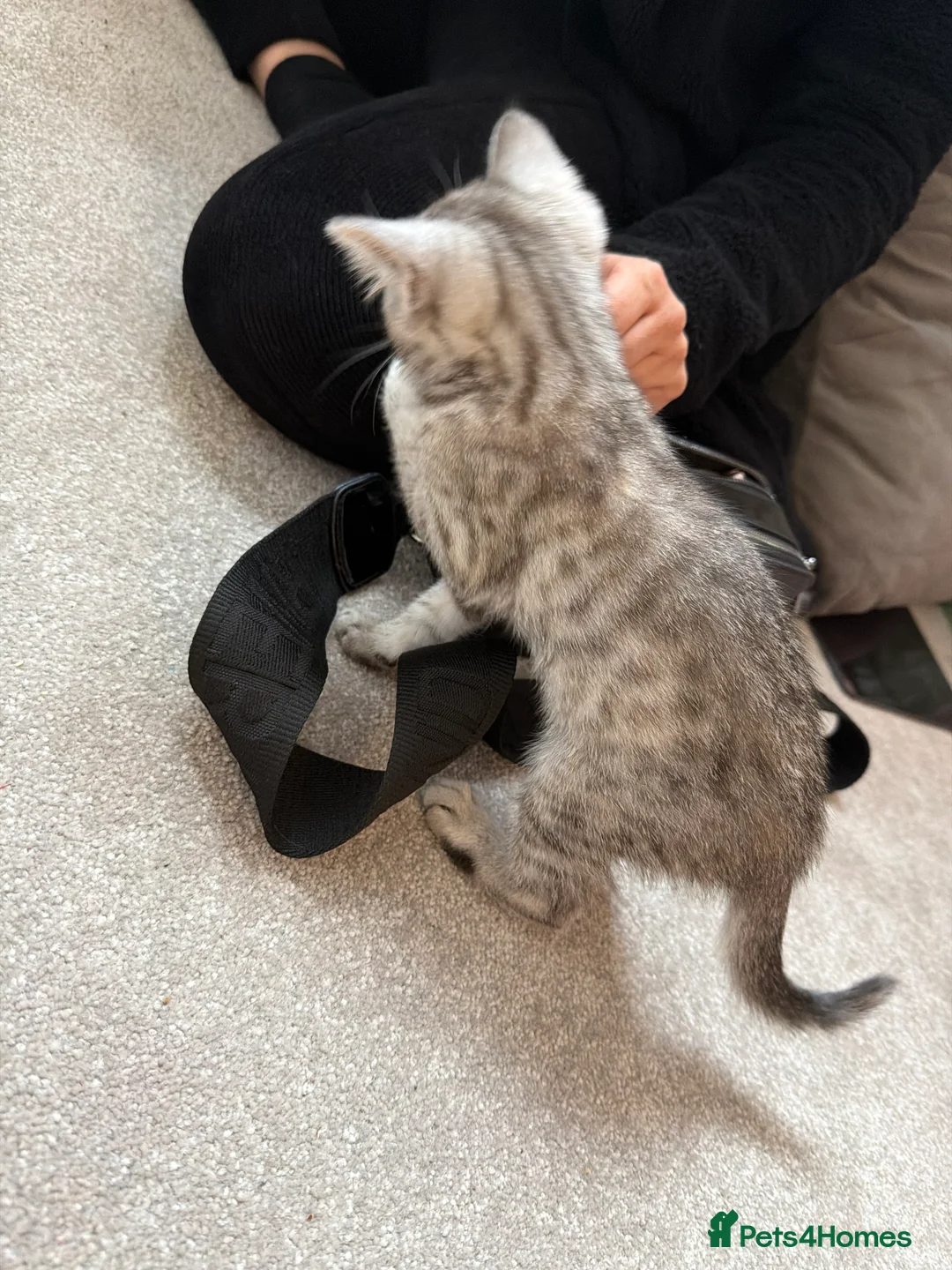 British Shorthair cats for sale: Silver British shorthair kitten - Advert 1