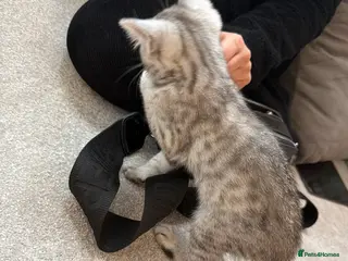 British Shorthair cats Silver British shorthair kitten - Advert 1