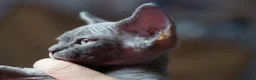 Devon Rex cats for sale: ❤️ Pure Line Devon Rex Kittens Available ❤️ - Advert 9