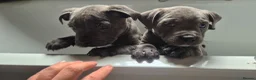 Staffordshire Bull Terrier dogs for sale: Staffordshire Bull Terrier Pupps-2 Boys Available  - Advert 6