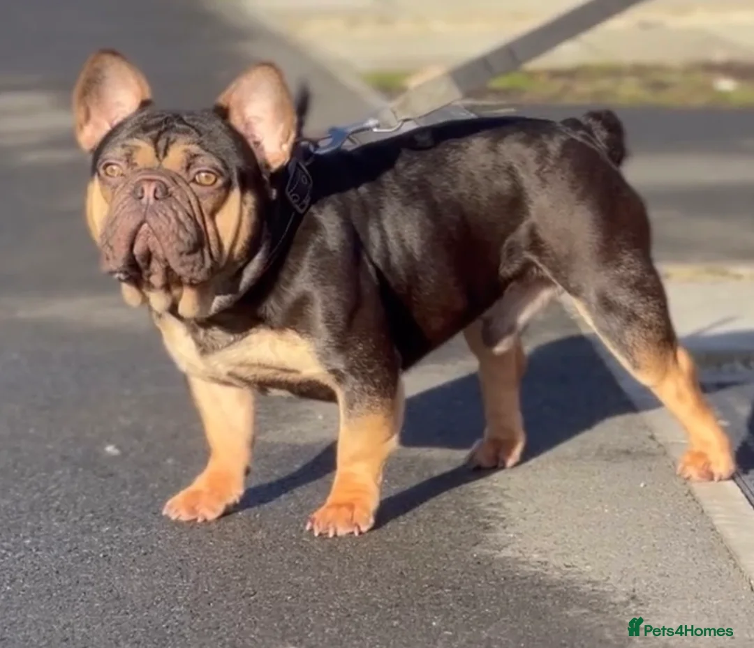 French Bulldog dogs for stud: Mr Nero Jnr  - Advert 2