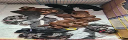 Mixed Breed dogs for sale: Dalmatian cross Dachshund puppies - Advert 6