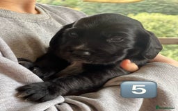 Mixed Breed dogs for sale: Outstanding sprollies pups for sale  - Image 33