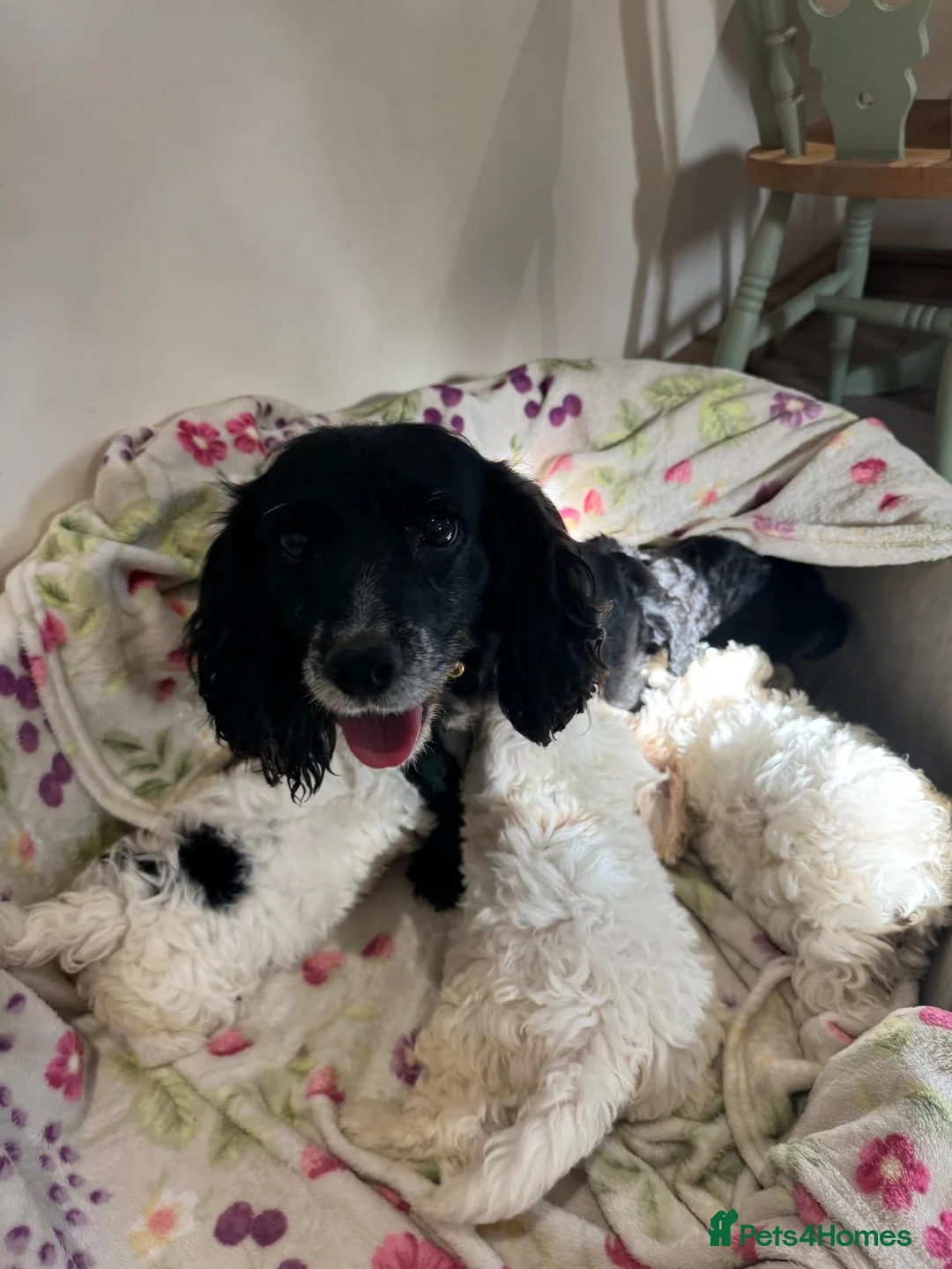 Cockapoo dogs for sale: Beautiful cockapoo - Advert 2