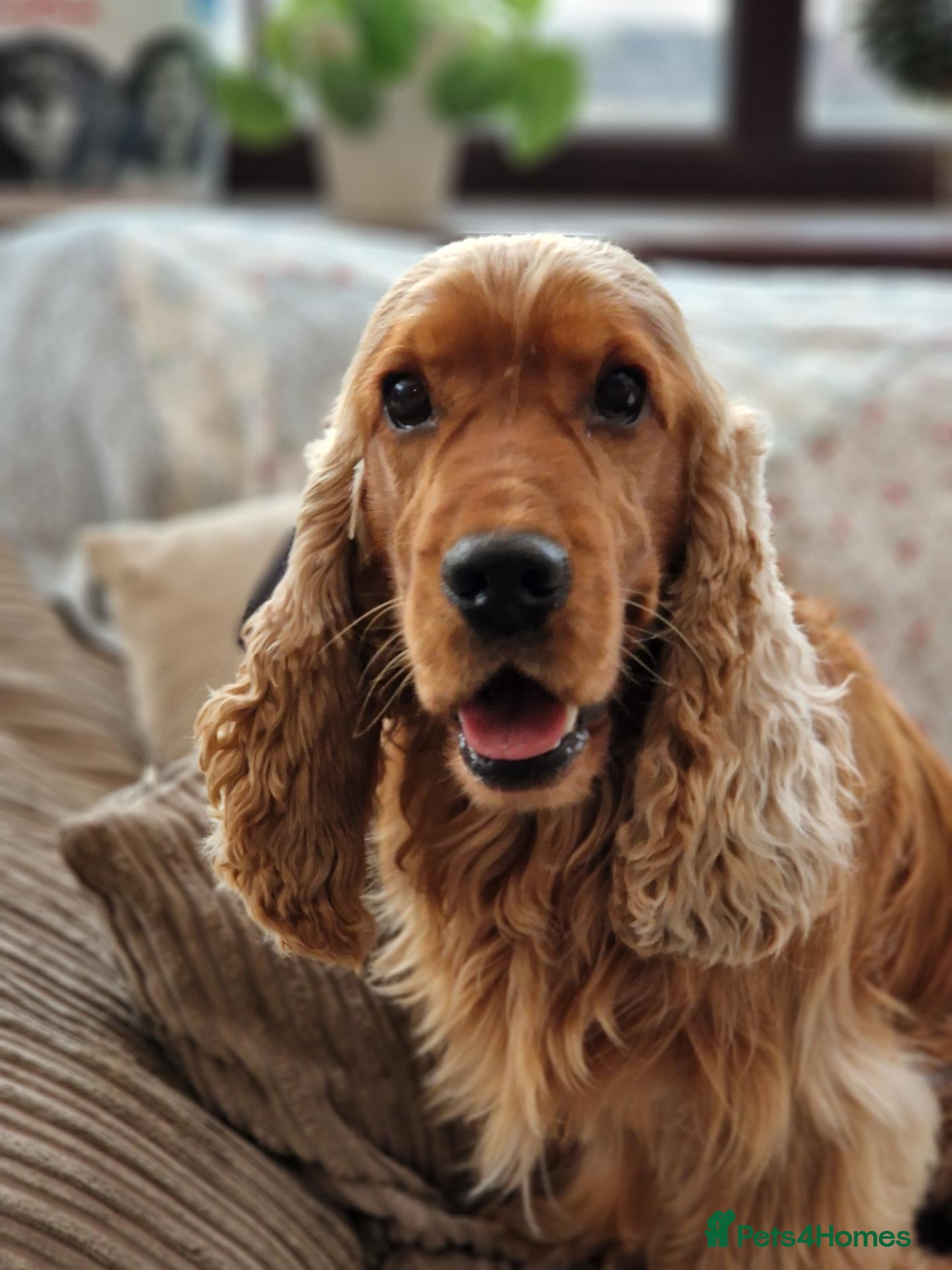 Cocker Spaniel dogs RKC DNA Clear Golden Show Cocker Spaniel Stud - Advert 2