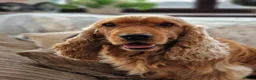 Cocker Spaniel dogs for stud: RKC DNA Clear Golden Show Cocker Spaniel Stud - Advert 2