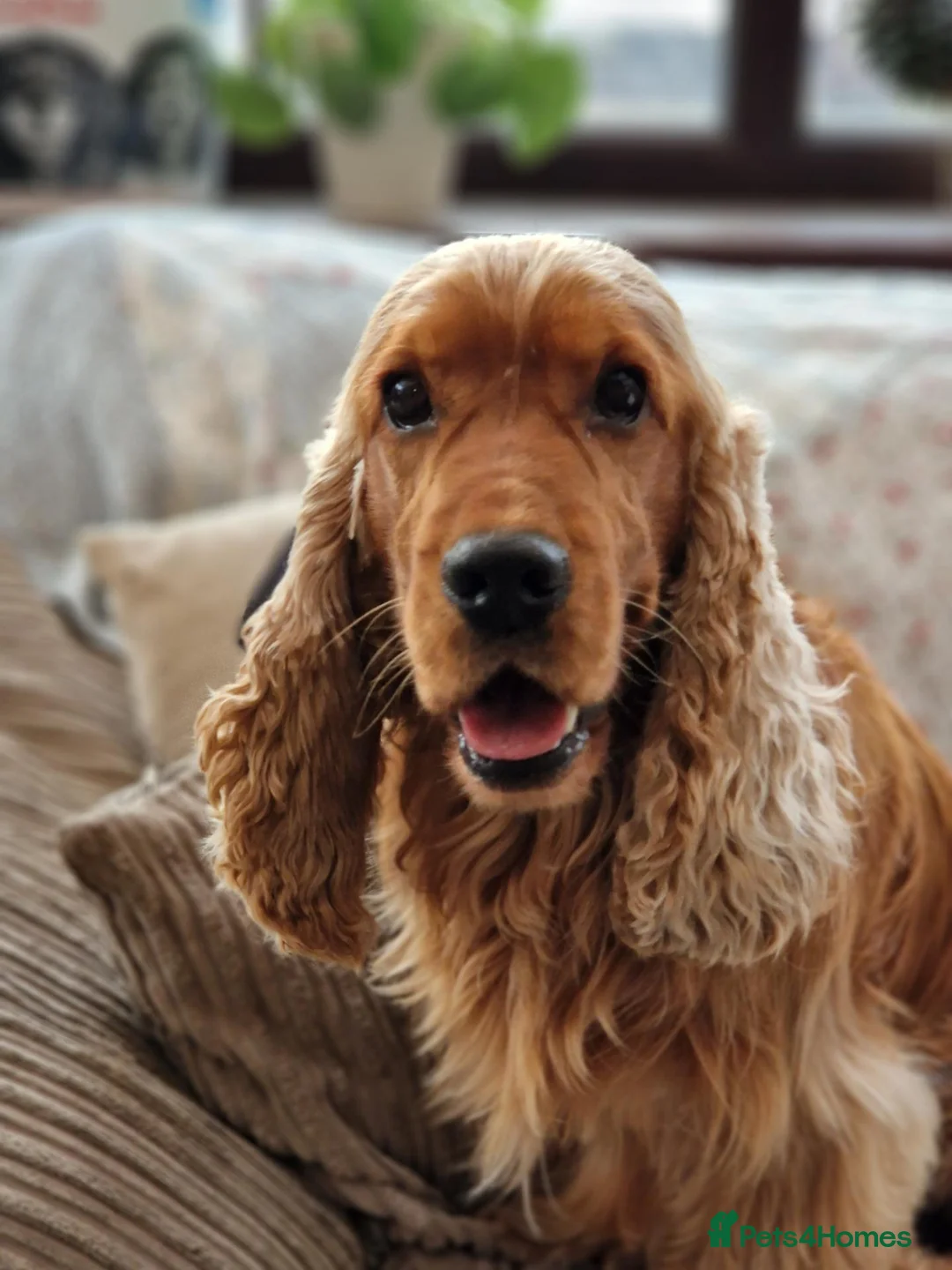 Cocker Spaniel dogs for stud: RKC DNA Clear Golden Show Cocker Spaniel Stud - Advert 2