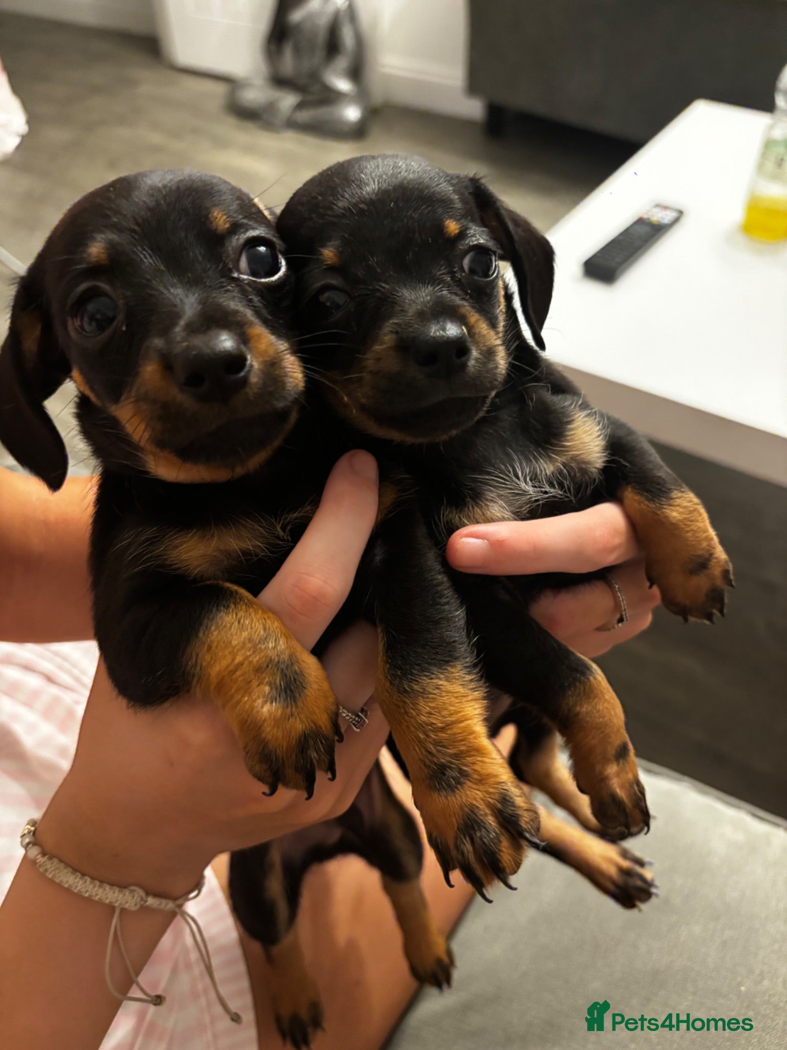 Chiweenie dogs 4 Gorgeous Chiwennie puppies - Advert 4