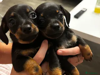 Chiweenie dogs 4 Gorgeous Chiwennie puppies - Advert 4