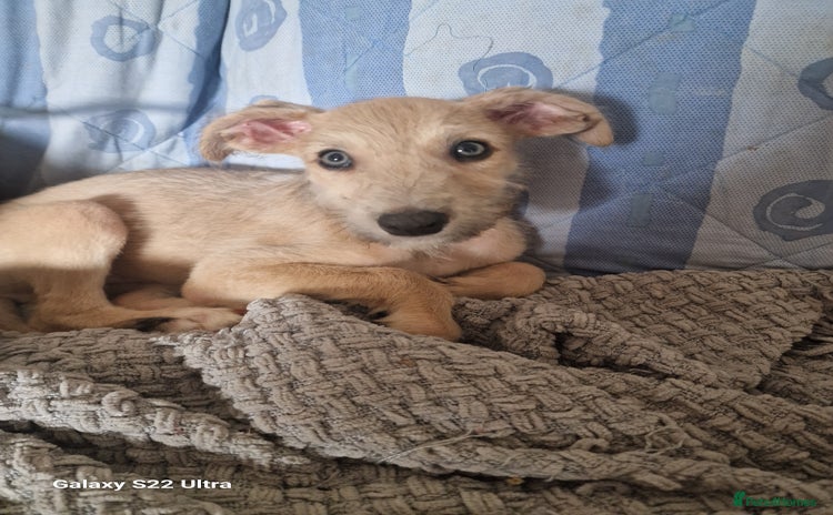 Lurcher dogs - Advert 9