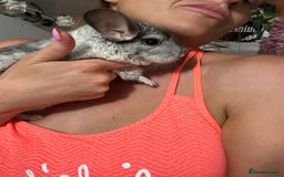Chinchilla rodents for sale: Various chinchillas for sale  - Image 1
