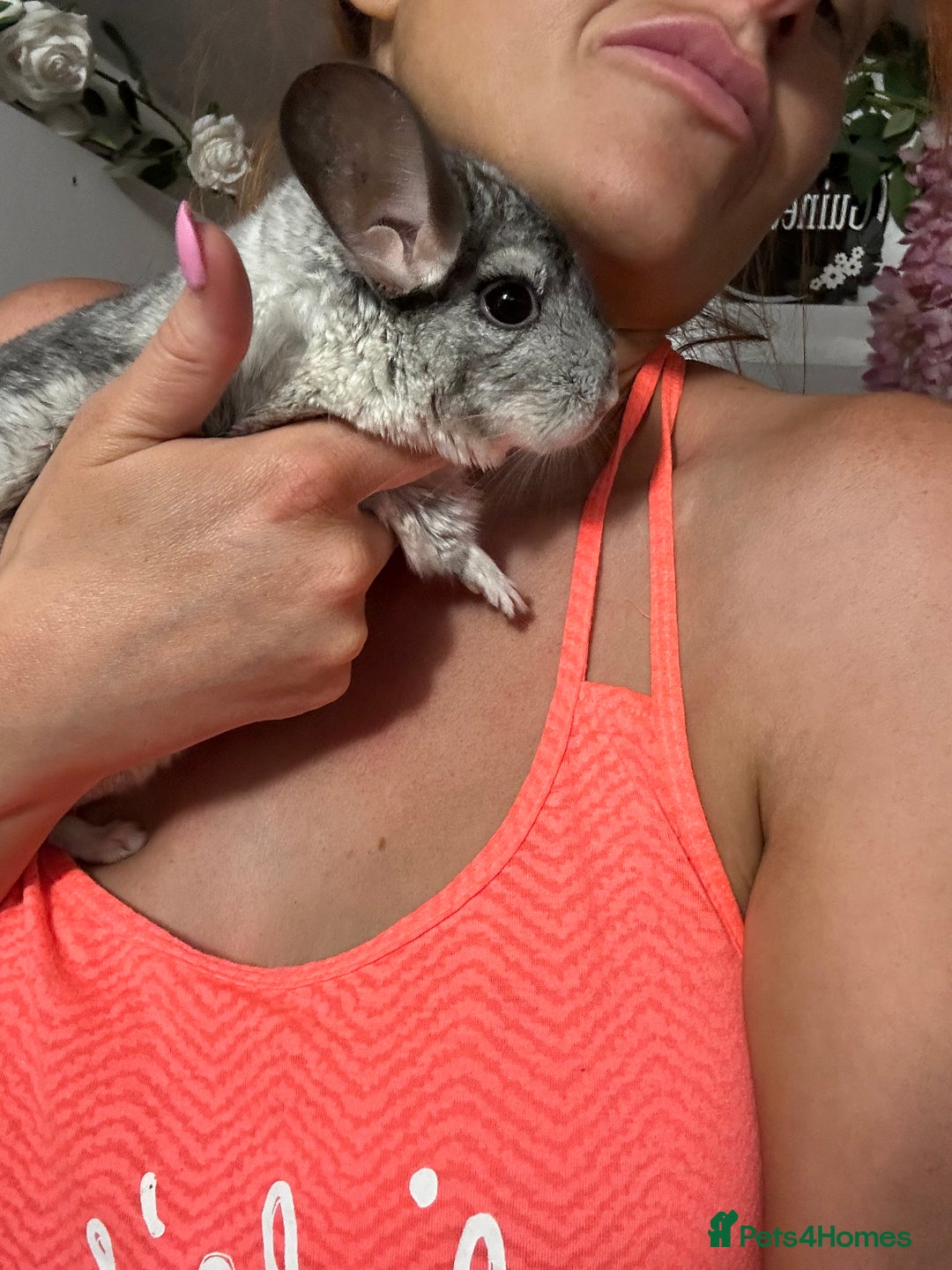Chinchilla rodents for sale: Various chinchillas for sale  - Image 1
