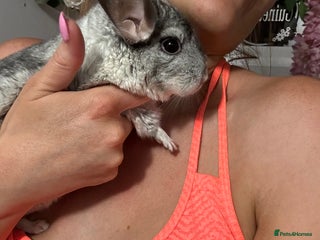 Chinchilla rodents - Advert 4