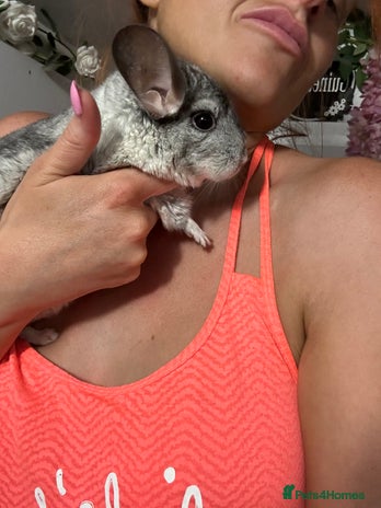 Chinchilla rodents - Advert 2