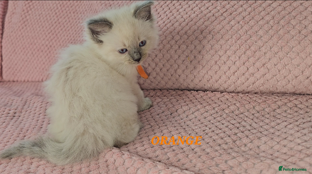 Ragdoll cats for sale: Ragdoll girl chocolate point & blue point - Advert 10