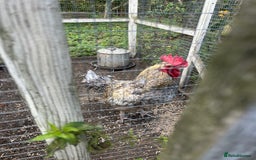 Chickens poultry for sale: Two cockerels  - Image 1