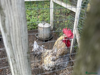 Chickens poultry - Advert 1