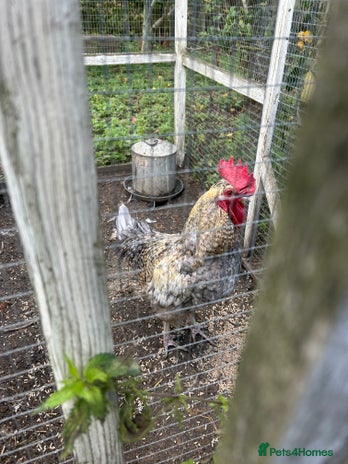 Chickens poultry - Advert 1