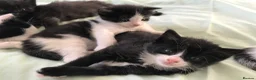 Mixed Breed cats for sale: Ragdoll X Kittens! £100-£160 - Advert 17