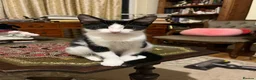 American Shorthair cats for sale: Amazing kittens  in Mitcham - Advert 11