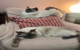 Ragdoll cats for sale: Ragdoll kittens ready the 15th September - Image 14
