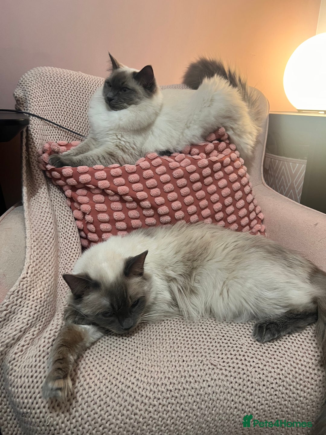 Ragdoll cats for sale: Ragdoll kittens ready the 15th September - Image 14
