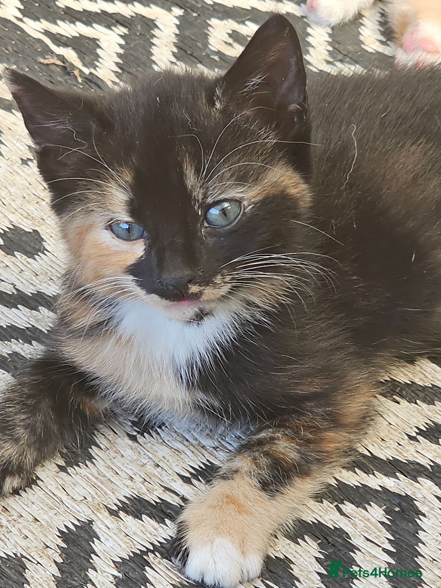 Mixed Breed cats 🐾 Gorgeous Kittens Available for Reservation 🐾 - Advert 1
