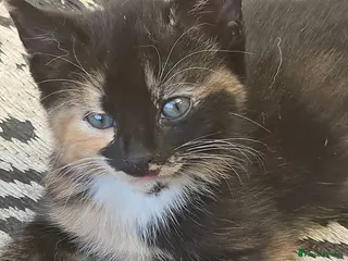 Mixed Breed cats 🐾 Gorgeous Kittens Available for Reservation 🐾 - Advert 1