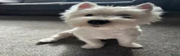 West Highland Terrier dogs for stud: KC Registered West Highland White Terrier *STUD* - Advert 18