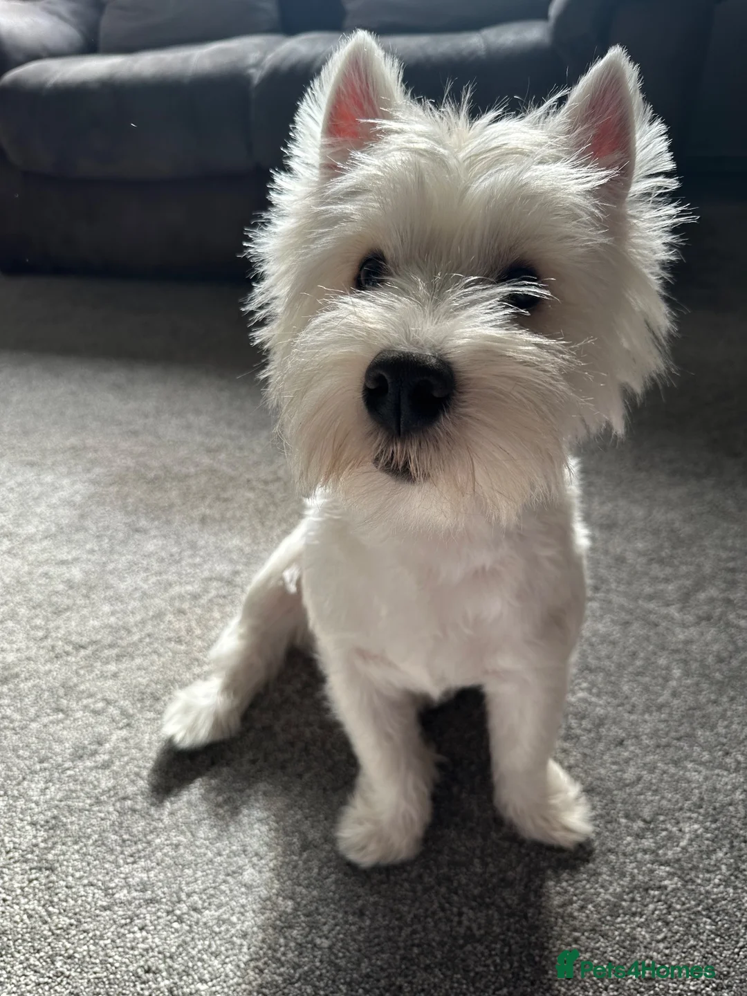 West Highland Terrier dogs for stud: KC Registered West Highland White Terrier *STUD* - Advert 18