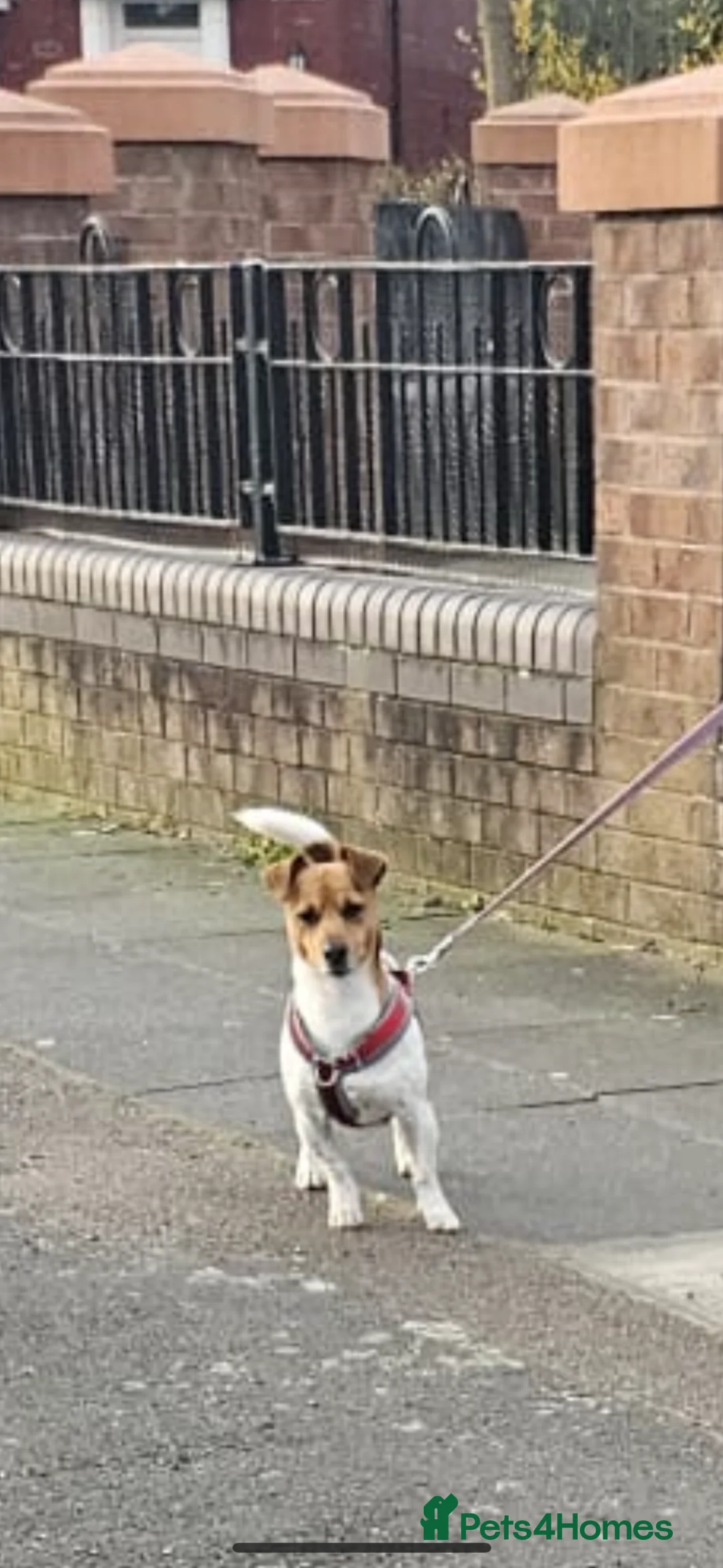 Jack Russell dogs for sale: 1 Female Jack Russell Puppy  in Liverpool - Advert 7