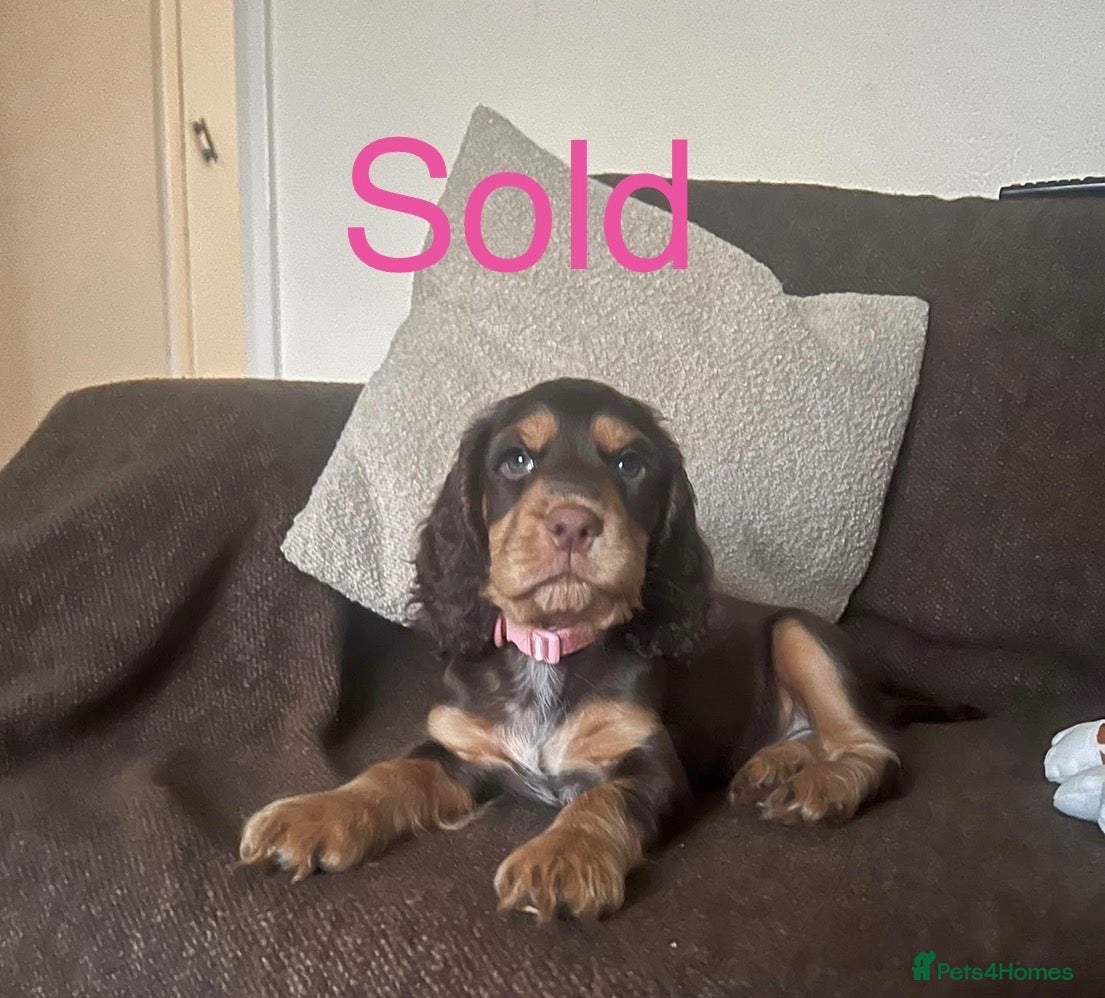 Cocker Spaniel dogs for sale: cocker spaniels 🌟🌟🌟🌟🌟 reviews 💙🩷💙 - Advert 1