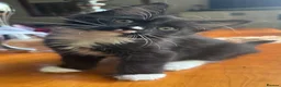 Mixed Breed cats for sale: Ginger Calico Tuxedo Kittens London-Richmond Sale - Advert 25