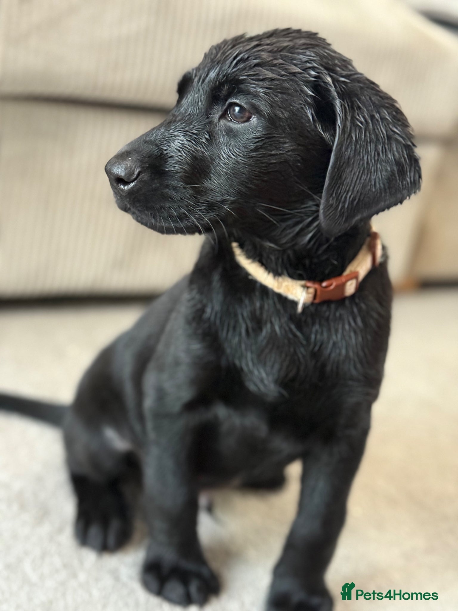 Labrador Retriever dogs READY NOW KC Registered Labrador Retriever Puppies - Advert 10