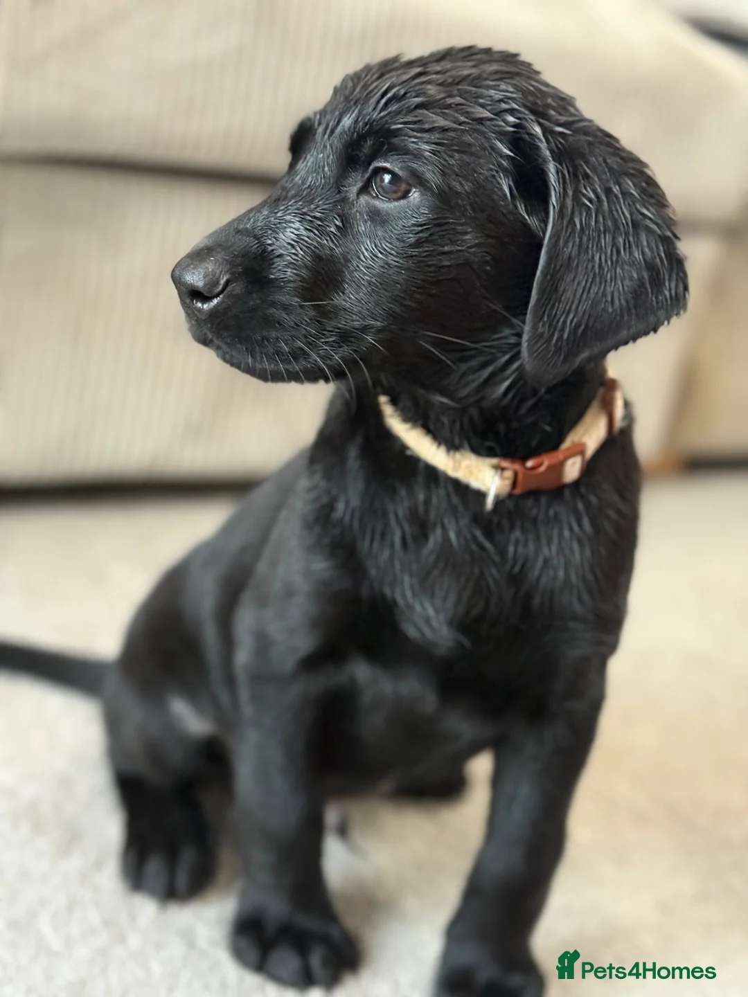 Labrador Retriever dogs for sale: READY NOW KC Registered Labrador Retriever Puppies - Advert 1