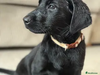 Labrador Retriever dogs READY NOW KC Registered Labrador Retriever Puppies - Advert 10