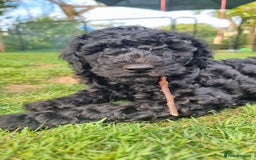 Cavapoo dogs for sale: F1b Standard Cavapoo, 3 remaining ready to leave in Watchet - Image 8