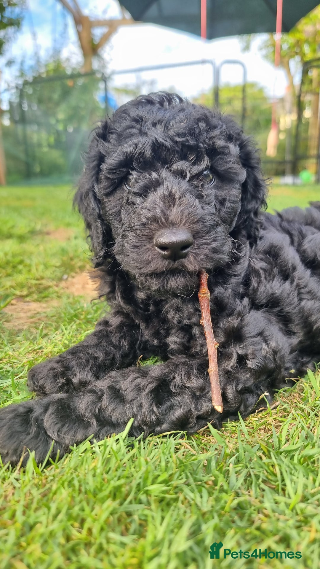 Cavapoo dogs for sale: F1b Standard Cavapoo, 3 remaining ready to leave in Watchet - Image 8