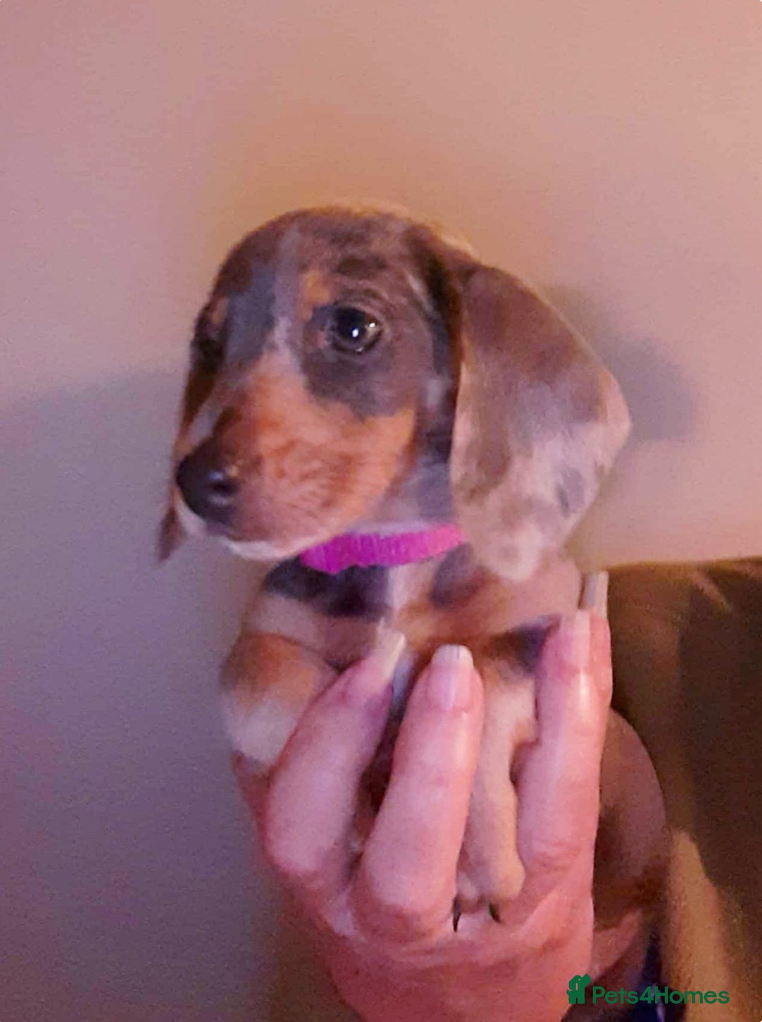 Dachshund dogs for sale: Miniature Dachshund puppies  - Advert 6