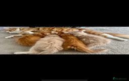 Persian cats for sale: Mink coloured Persian Mixed boys - Image 12