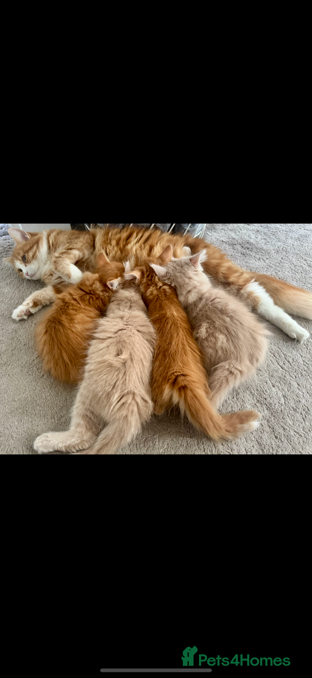 Persian cats for sale: Mink coloured Persian Mixed boys - Image 12