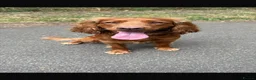 Cocker Spaniel dogs for sale: Cocker spaniel  in Leeds - Advert 1