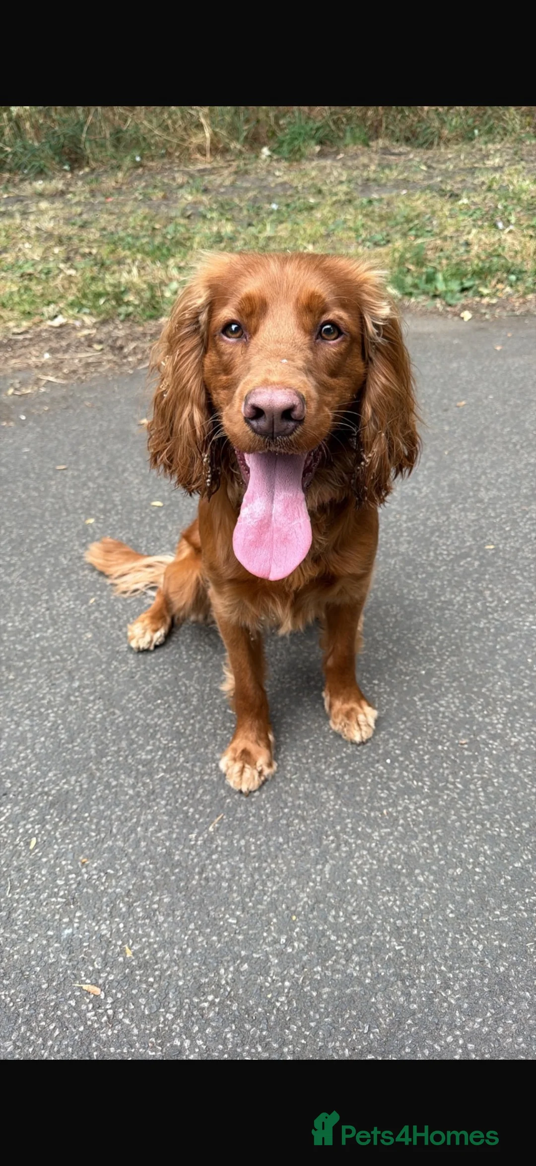 Cocker Spaniel dogs for sale: Cocker spaniel  in Leeds - Advert 1