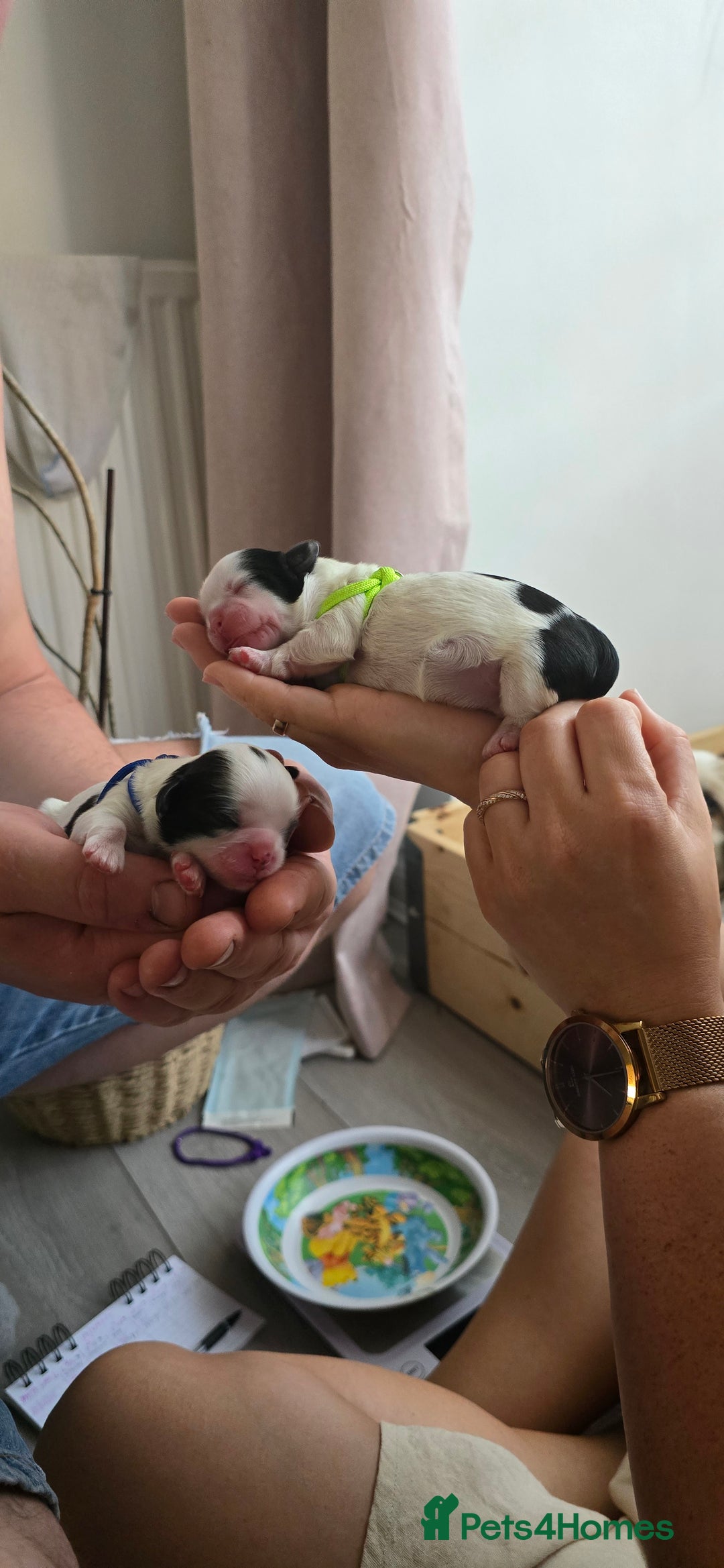 Shih Tzu dogs for sale: Puppies for reservation / sale  - Image 4