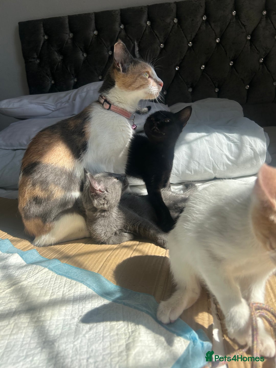 Mixed Breed cats for sale: Female black kitten  - Image 6