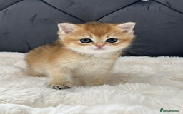 British Shorthair cats for sale: Ready to go Golden BSH Kittens Champ line  in March - Image 4