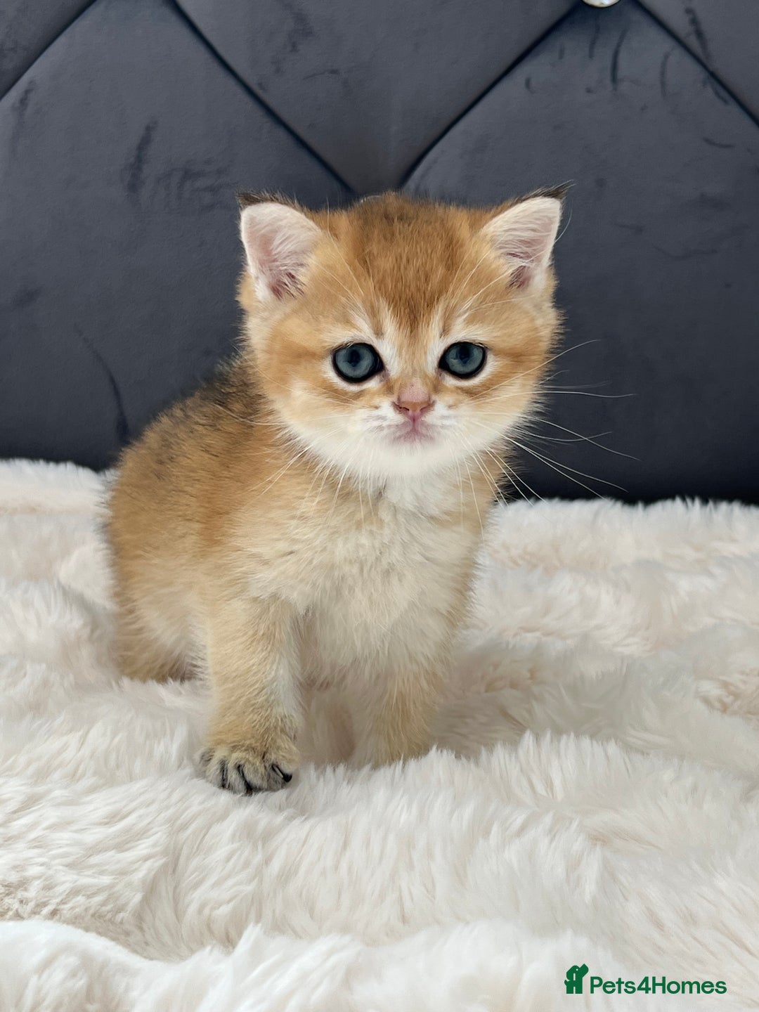 British Shorthair cats for sale: Ready to go Golden BSH Kittens Champ line  in March - Image 4
