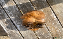Guinea Pig rodents for sale: Abyssinian long haired  - Image 9